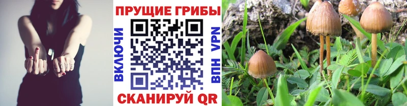 MEGA рабочий сайт Волгореченск Галлюциногенные грибы MAGIC MUSHROOMS купить